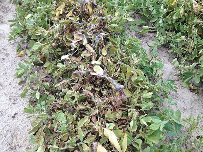 spider mites on peanut