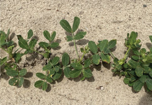 thrips damage in peanut