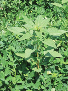 Palmer amaranth in peanut