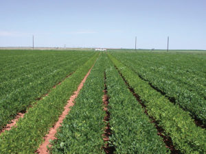 peanut field with yellow rows