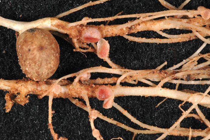 Close up picture of peanut nodules