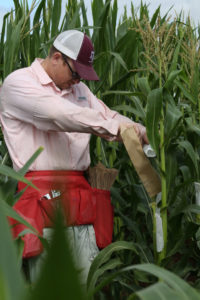 seth murray, Texas A&M corn breeder