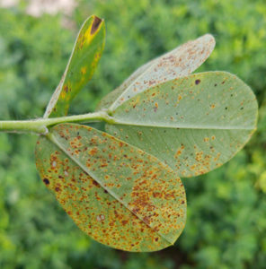 peanut rust on a leaf