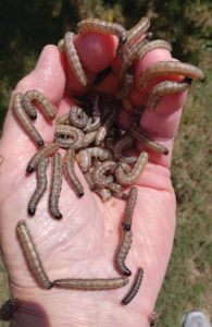 armyworms in a hand