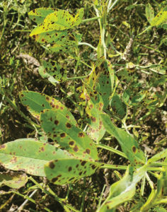 leaf spot on peanut