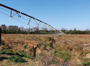 center-pivot irrigation in peanut