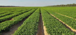 peanuts growing in a field