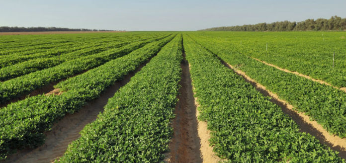 peanuts growing in a field