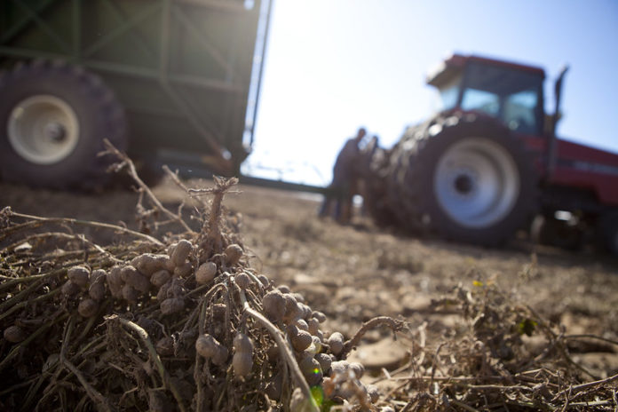 arkansas peanut harvest