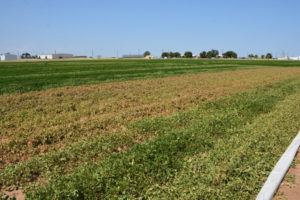 peanut research plots