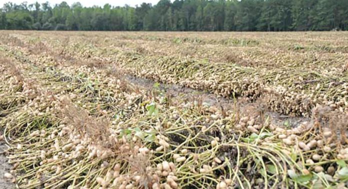 peanut loan rate calculator