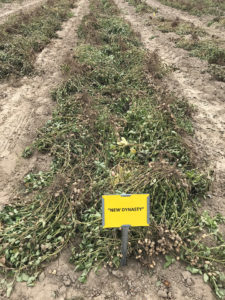 A yellow tag with the name "New Dynasty" is placed at the front of a row of peanuts. 