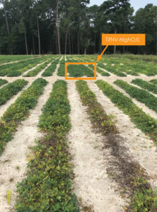 Situated between other seemingly stressed or dead plants, a few rows of TifNV-HighO/L variety peanuts are shown green and flourishing.
