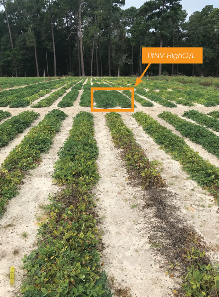 Situated between other seemingly stressed or dead plants, a few rows of TifNV-HighO/L variety peanuts are shown green and flourishing.