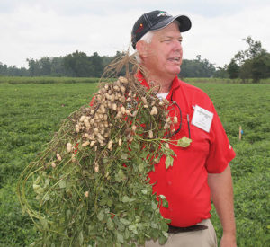 Plant pathologist Bob Kemerait stands among a peanut field, holding a sample of the crop. 