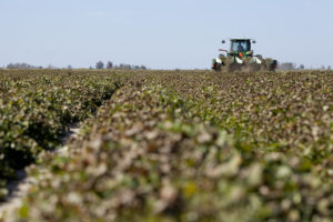 arkansas peanut harvest