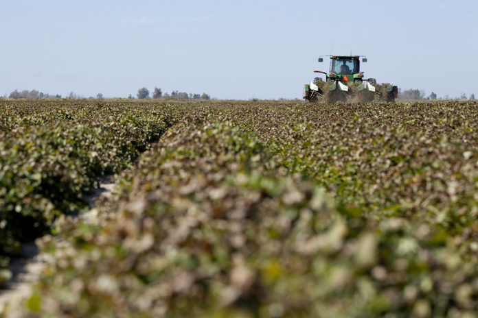 arkansas peanut harvest