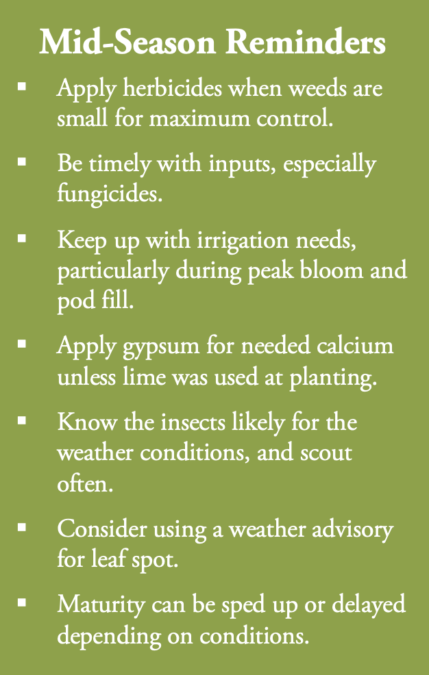 Mid-Season Reminders. Apply herbicides when weeds are small for maximum control. Be timely with inputs, especially fungicides. Keep up with irrigation needs, particularly during peak bloom and pod fill. Apply gypsum for needed calcium unless lime was used at planting. Know the insects likely for the weather conditions, and scout often. Consider using a weather advisory for leaf spot. Maturity can be sped up or delayed depending on conditions.