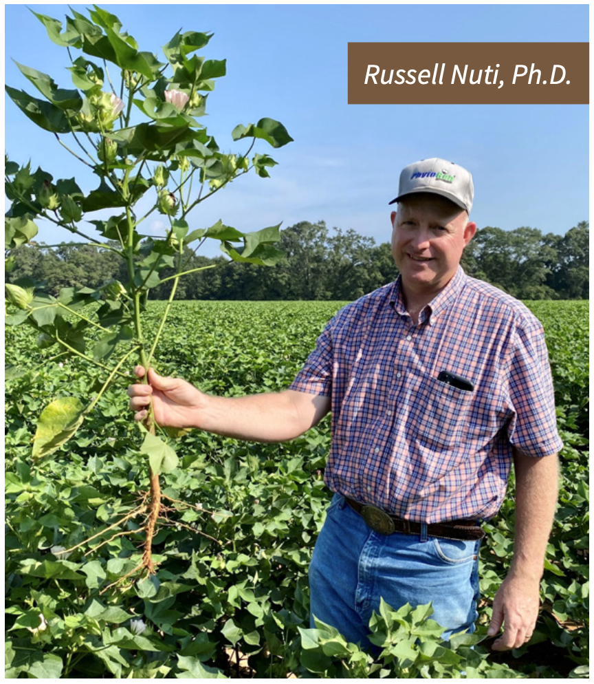 Perfect Peanut Partner, Russell Nuti stands in a field holding up a cotton crop.